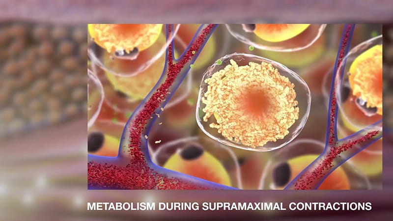 Illustration of metabolism during supramaximal contractions